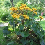 Zupčasti buzulnik (nazubljena ligularija): fotografija i opis, raste iz sjemena